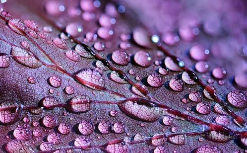 Purple Rain by Prince