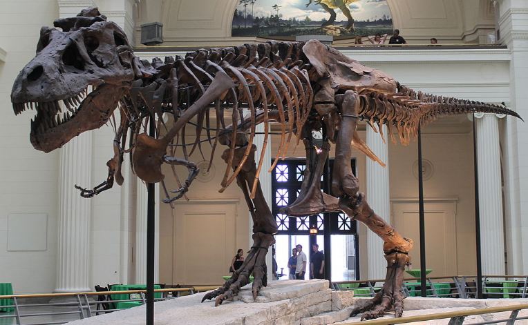 the skeleton of Sue as originally mounted in Stanley Field Hall