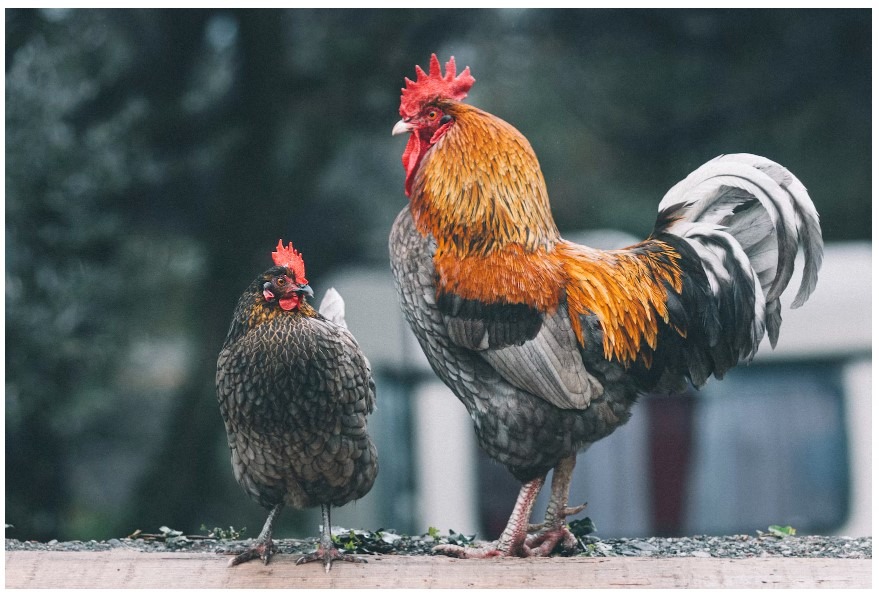 8 Tips on Caring for Pet Chickens