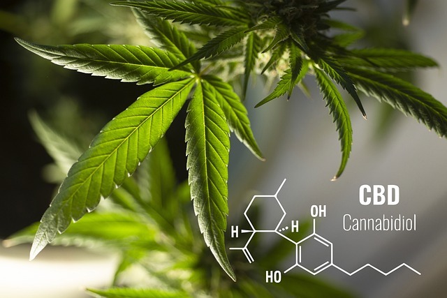 CBD Options: Find the Best Form of Relief for You