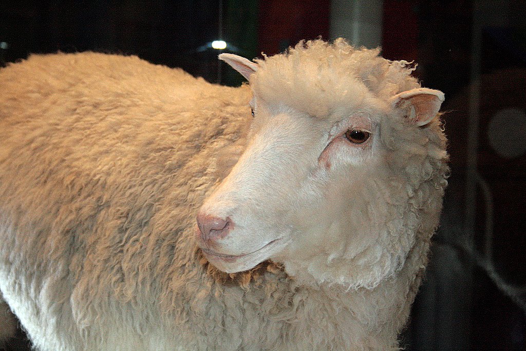 Cloning of Dolly, the Sheep