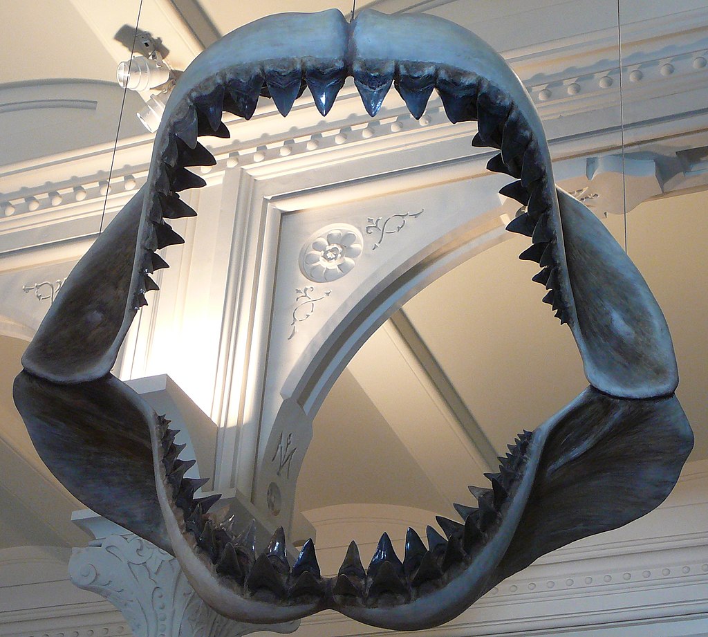 3 Things the Meg Movie Got Right About Megalodon Sharks