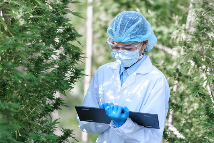 Image of scientist with mask, goggles and gloves examining cannabis plants in greenhouse, alternative medicine herbal concept, CBD oil, pharmaceutical industry.
