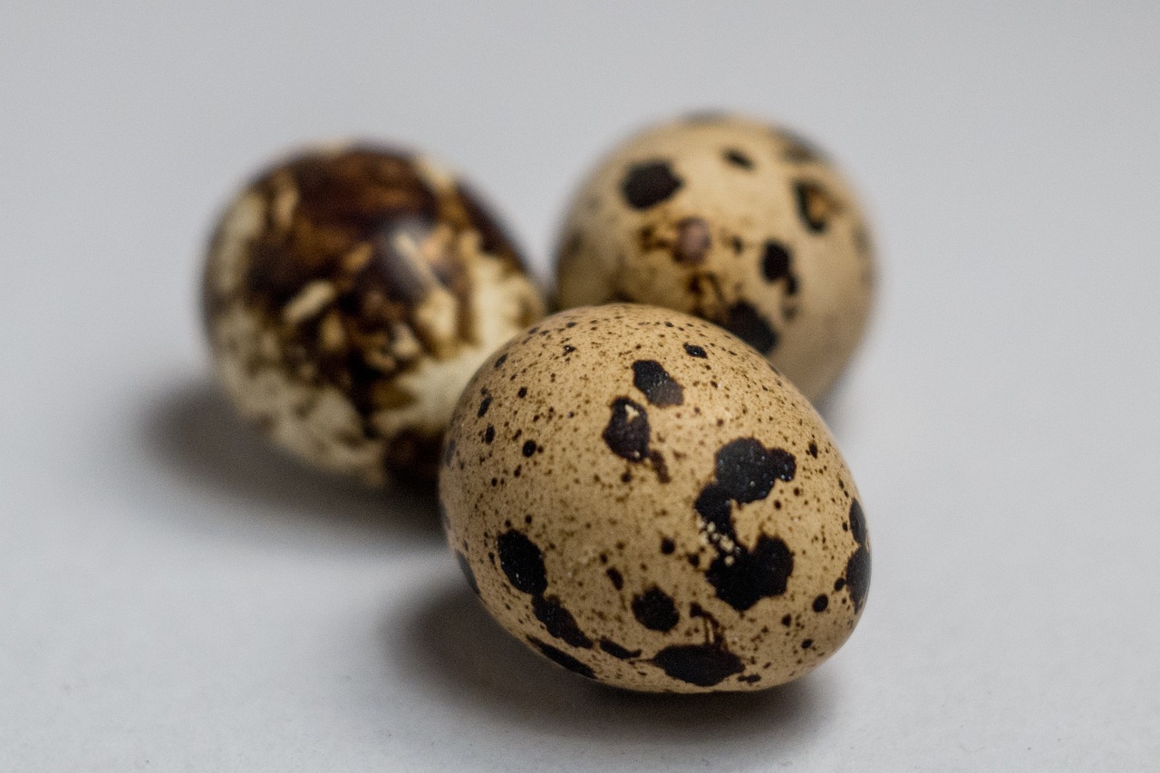 An Introduction to the Fertile Quail Egg Market