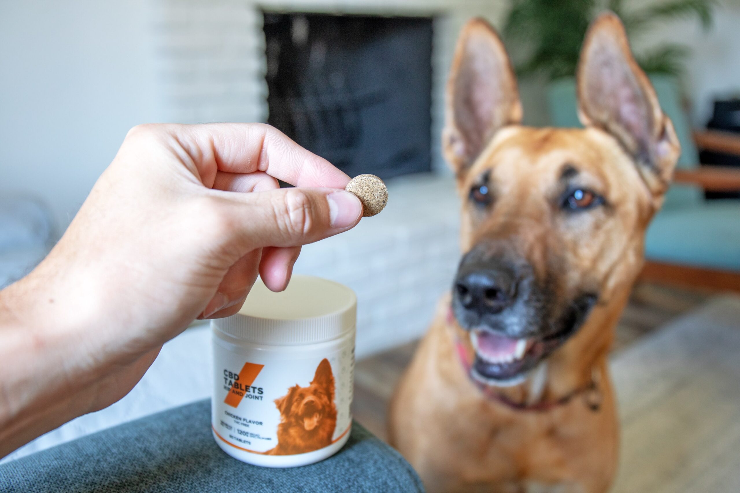 How to Create High Quality CBD Pet Treats In-Depth Guide