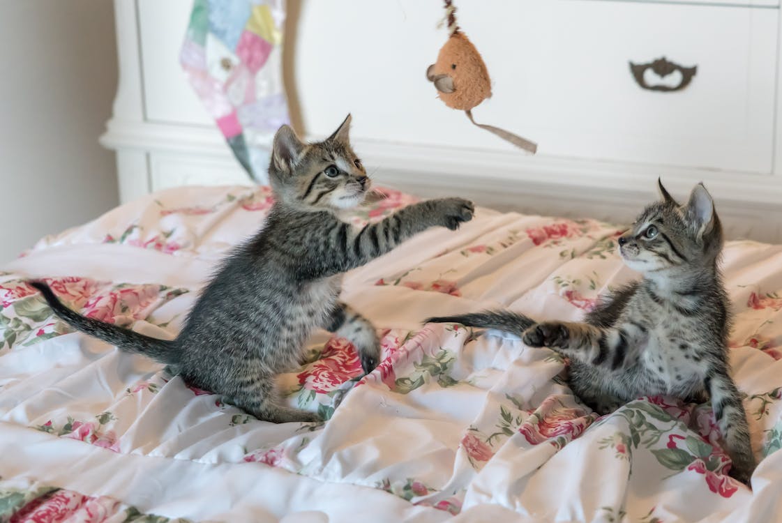 kittens on a bed with floral bedsheets