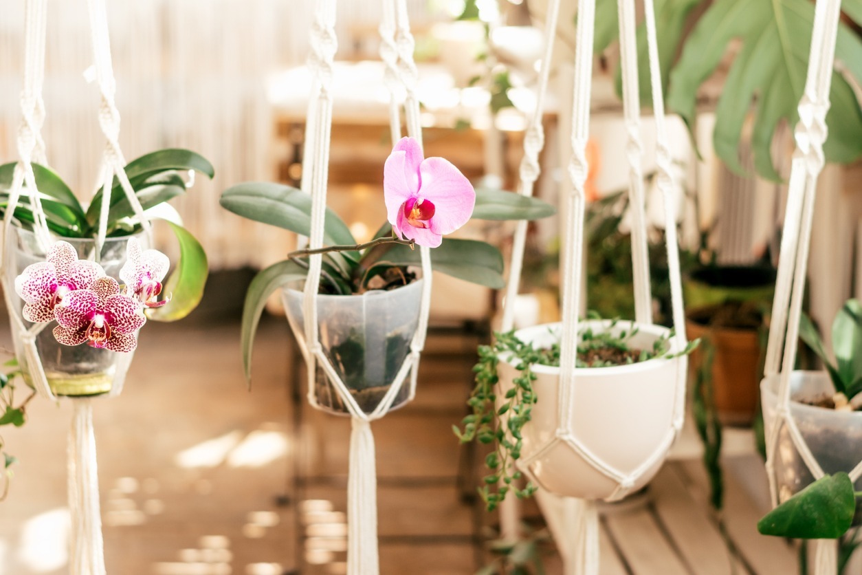 macrame plant hangers with orchids