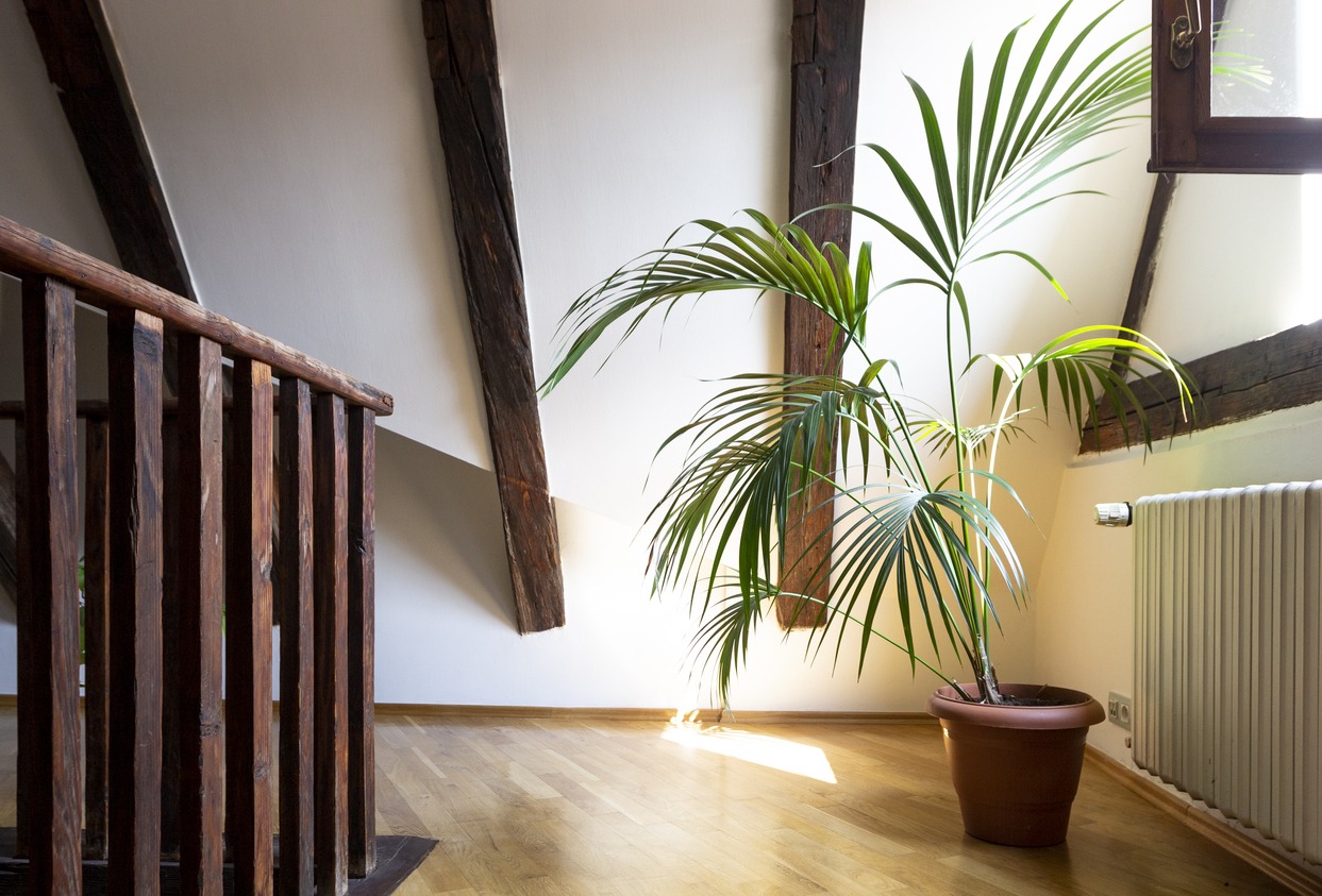 palm tree pot inside a house
