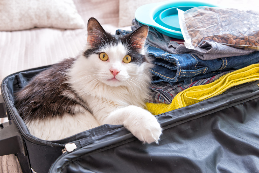 Cat sitting in the suitcase or bag and waiting for a trip. Travel with pets concept
